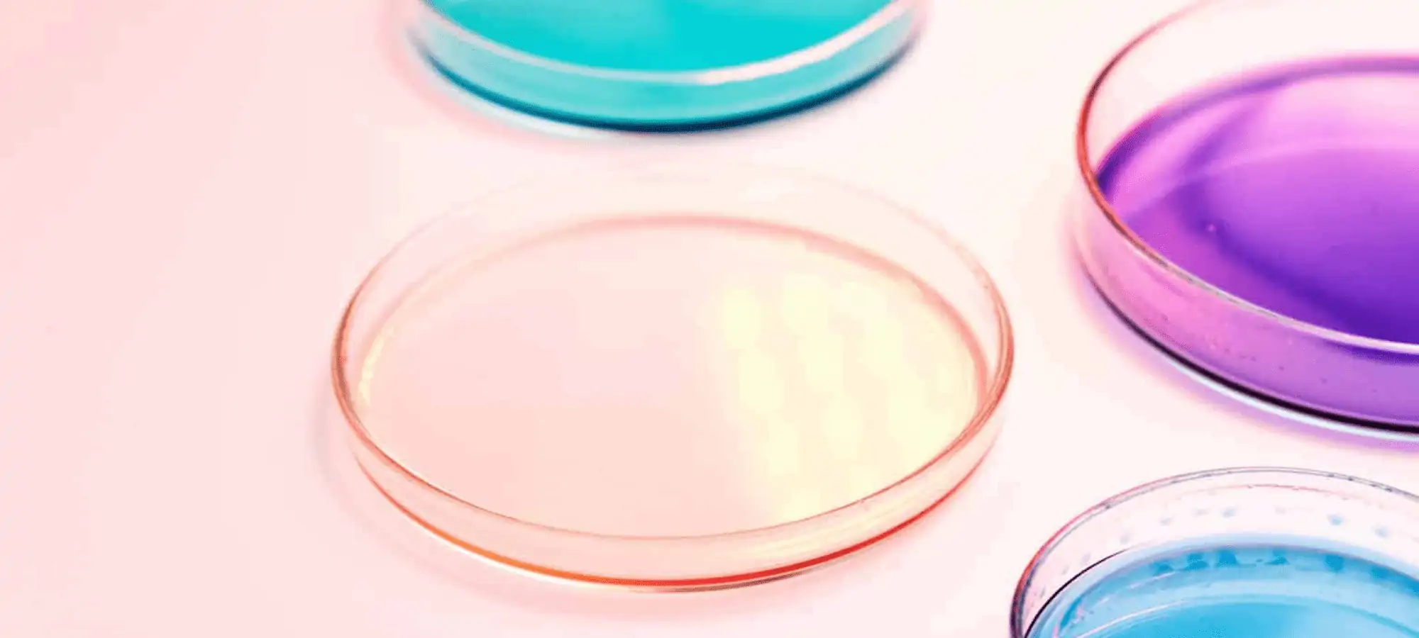 lab dishes
