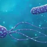 h.pylori