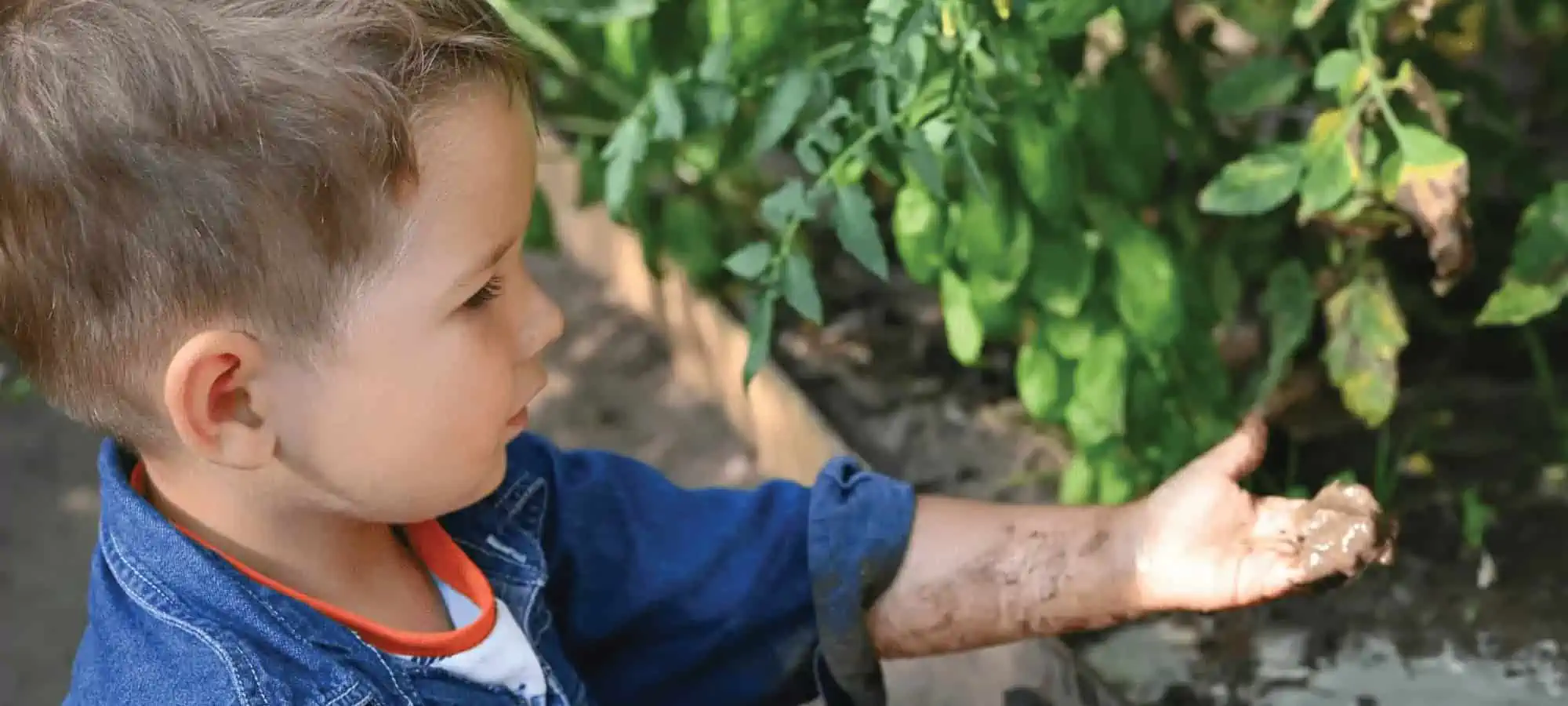 Young boy with a handful of dirt in the garden