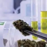 Medical cannabis in a lab