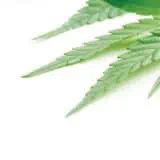 Cannabis leaf