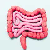 digestive tract