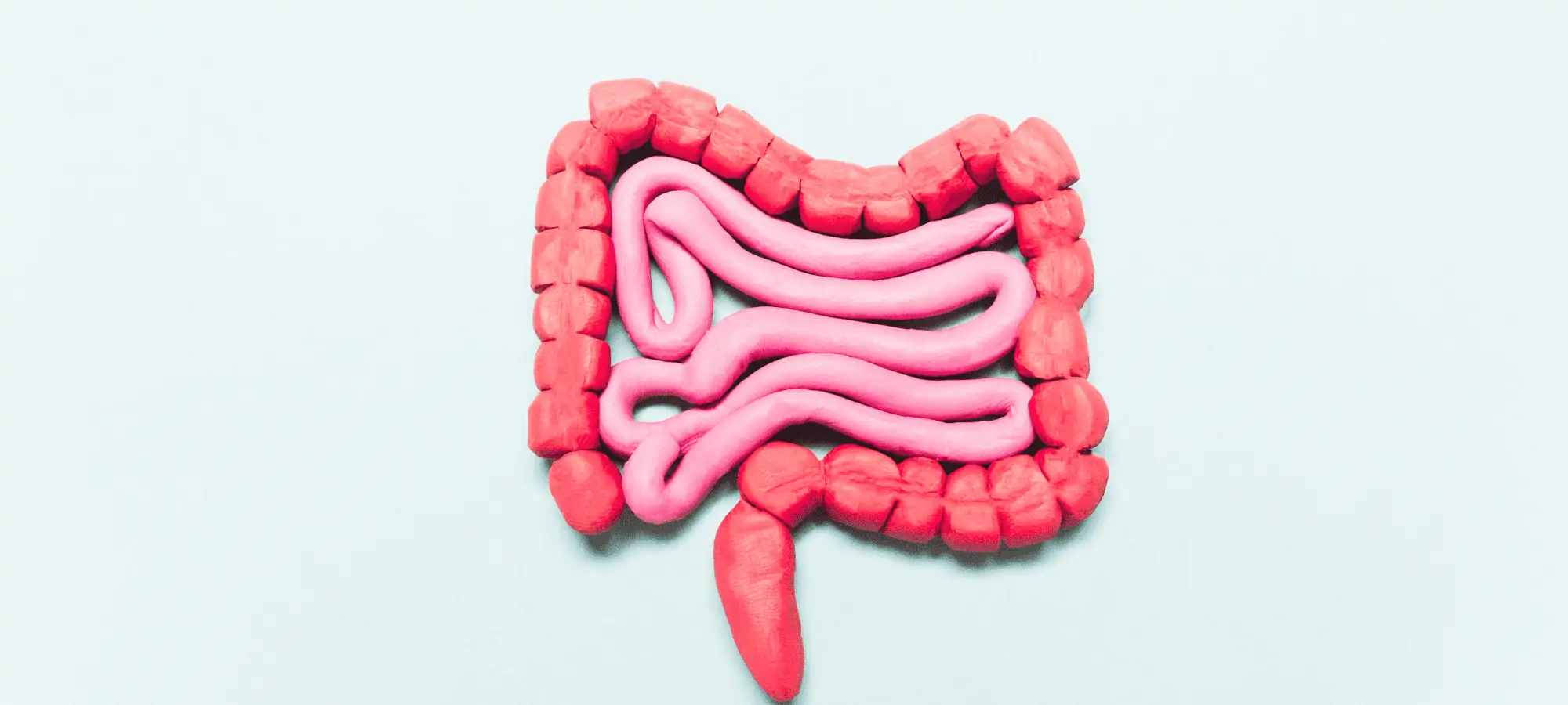 digestive tract